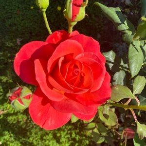 Meet your Posher, Treva